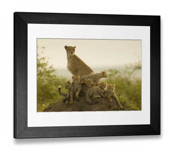 Framed Print : Mother and six young cheetah (Acynonyx jubatus) cubs resting on termite mound in early Framed Print : Mother and six young cheetah (Acynonyx jubatus) cubs resting on termite mound in early