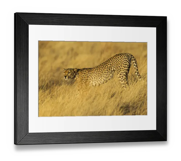 Framed Print : Cheetah (Acinonyx jubatus) standing in golden light, Kenya, Samburu National Game Reserve Framed Print : Cheetah (Acinonyx jubatus) standing in golden light, Kenya, Samburu National Game Reserve