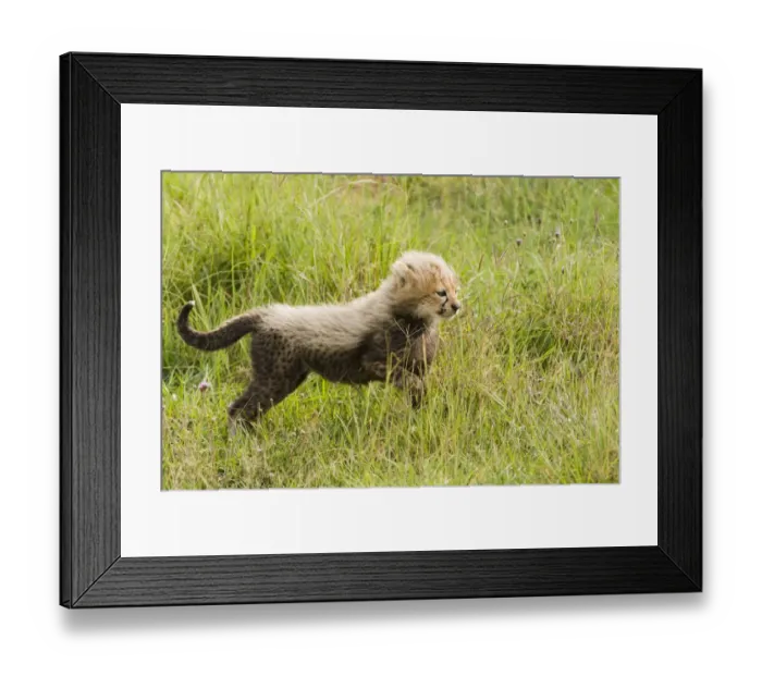 Framed Print : Cheetah (Acinonyx jubatus) cub, Ngorongoro Conservation Area, Tanzania Framed Print : Cheetah (Acinonyx jubatus) cub, Ngorongoro Conservation Area, Tanzania