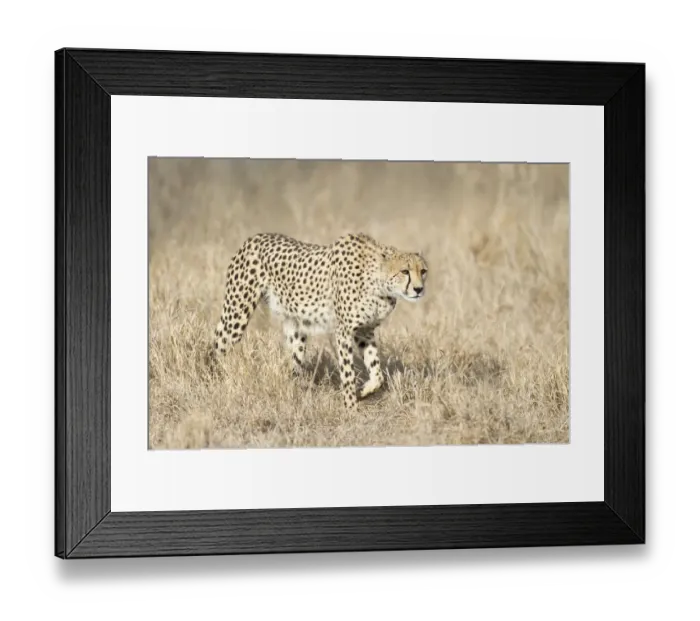 Framed Print : Cheetah (Acinonyx jubatus) starting a hunt, South Africa, Mpumalanga Framed Print : Cheetah (Acinonyx jubatus) starting a hunt, South Africa, Mpumalanga