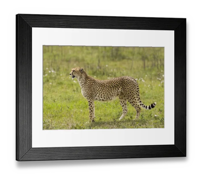 Framed Print : Cheetah (Acinonyx jubatus) standing, Ngorongoro Conservation Area, Tanzania Framed Print : Cheetah (Acinonyx jubatus) standing, Ngorongoro Conservation Area, Tanzania