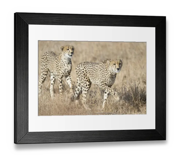 Framed Print : Two Cheetah (Acinonyx jubatus) brother and sister starting a hunt, South Africa Framed Print : Two Cheetah (Acinonyx jubatus) brother and sister starting a hunt, South Africa