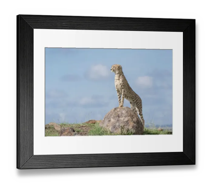 Framed Print : Cheetah (Acinonix jubatus) standing on a rock, looking over savanna Framed Print : Cheetah (Acinonix jubatus) standing on a rock, looking over savanna