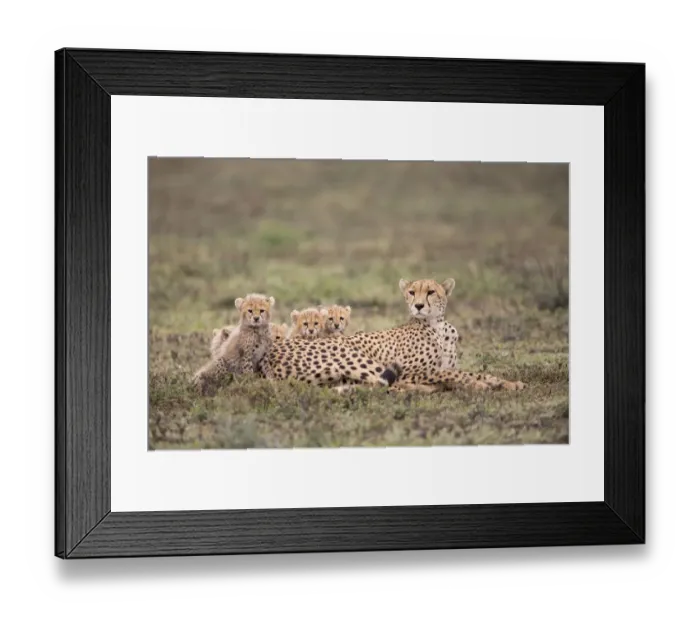 Framed Print : Female cheetah (Acinonyx jubatus) resting on a grassy plain with her five cubs looking Framed Print : Female cheetah (Acinonyx jubatus) resting on a grassy plain with her five cubs looking