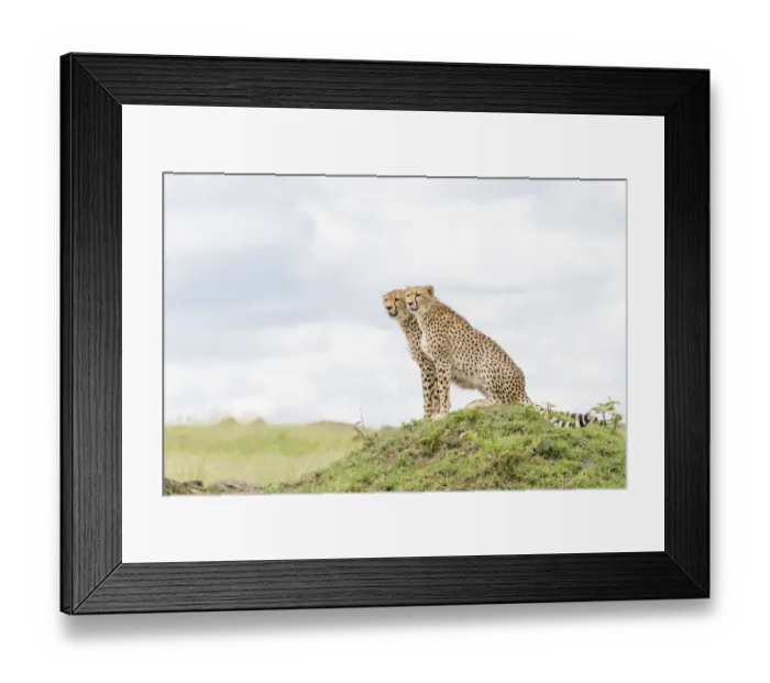 Framed Print : Two Cheetahs (Acinonix jubatus) sitting on a hill, looking over savanna Framed Print : Two Cheetahs (Acinonix jubatus) sitting on a hill, looking over savanna