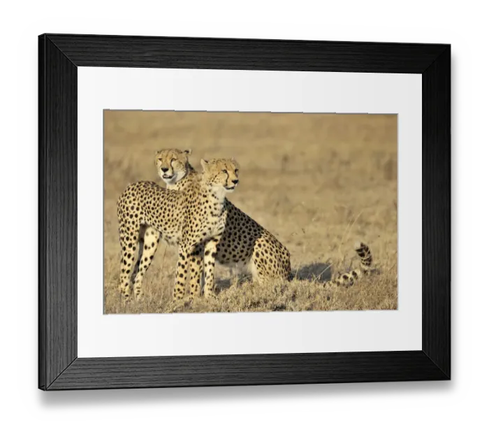 Framed Print : Two cheetahs sitting in grassland, Tanzania, Ndutu, Ngorongoro Conservation Area Framed Print : Two cheetahs sitting in grassland, Tanzania, Ndutu, Ngorongoro Conservation Area