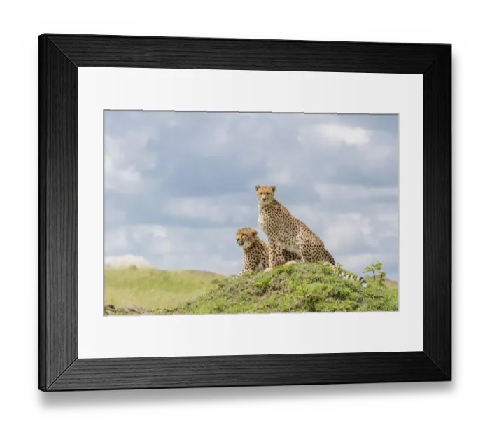 Framed Print : Two Cheetahs (Acinonix jubatus) sitting on a hill, looking over savanna Framed Print : Two Cheetahs (Acinonix jubatus) sitting on a hill, looking over savanna