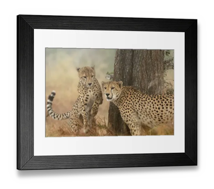 Framed Print : Cheetah (Acinonyx jubatus) pair, adults, South Africa, Mpumalanga, Kruger National Park Framed Print : Cheetah (Acinonyx jubatus) pair, adults, South Africa, Mpumalanga, Kruger National Park