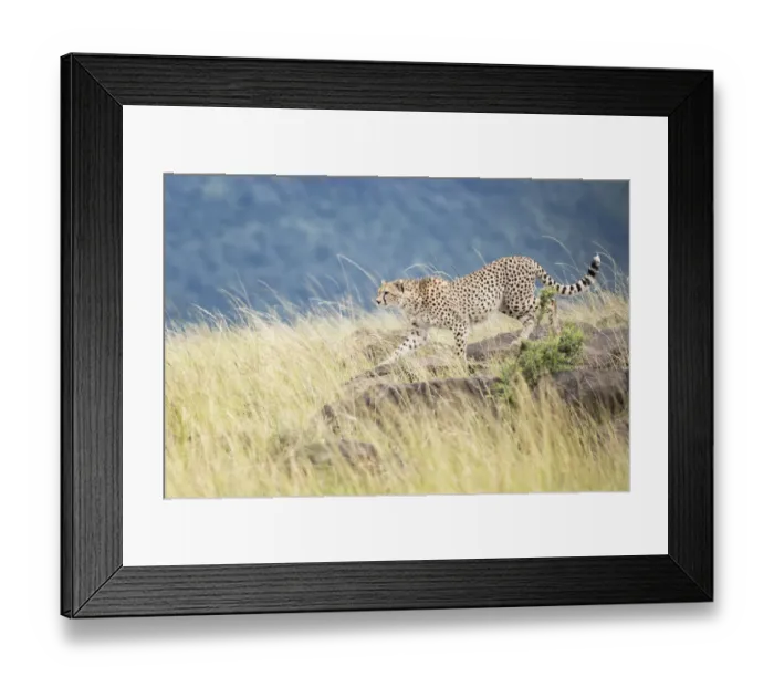 Framed Print : Cheetah (Acinonix jubatus) walking on rocks, Msai Mara National Reserve, Kenya Framed Print : Cheetah (Acinonix jubatus) walking on rocks, Msai Mara National Reserve, Kenya