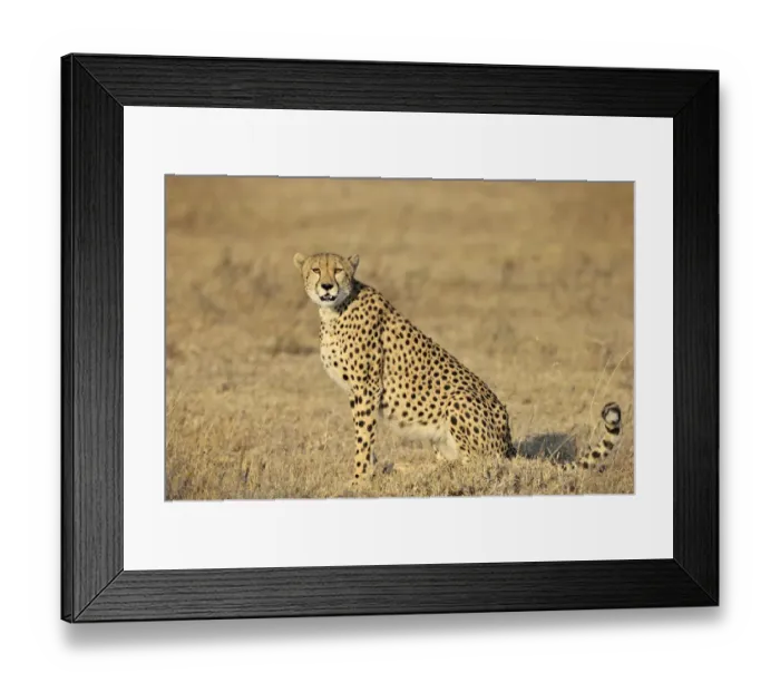 Framed Print : Cheetah (Acinonyx jubatus) sideview, Tanzania, Serengeti National Park, Ndutu Framed Print : Cheetah (Acinonyx jubatus) sideview, Tanzania, Serengeti National Park, Ndutu