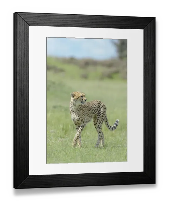 Framed Print : Cheetah (Acinonix jubatus) walking on savanna, Msai Mara National Reserve, Kenya Framed Print : Cheetah (Acinonix jubatus) walking on savanna, Msai Mara National Reserve, Kenya