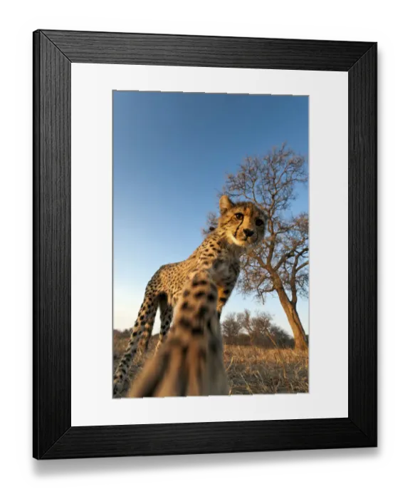 Framed Print : Cheetah (Acinonyx jubatus) reaching for camera in late afternoon sun, South Africa Framed Print : Cheetah (Acinonyx jubatus) reaching for camera in late afternoon sun, South Africa