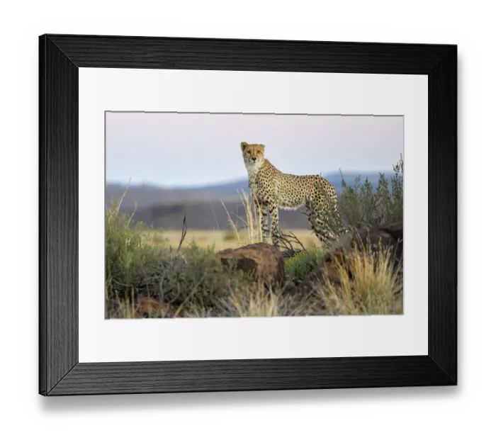 Framed Print : Young Cheetah (Acinonyx jubatus) standing on rocks, Tiger Canyons Game Reserve
