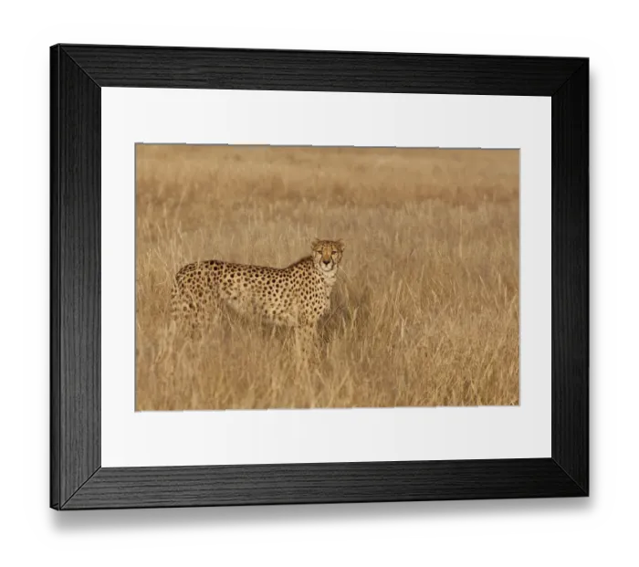 Framed Print : Cheetha (Acinonyx jubatus) standing in high grass, Namibia, Etosha Framed Print : Cheetha (Acinonyx jubatus) standing in high grass, Namibia, Etosha