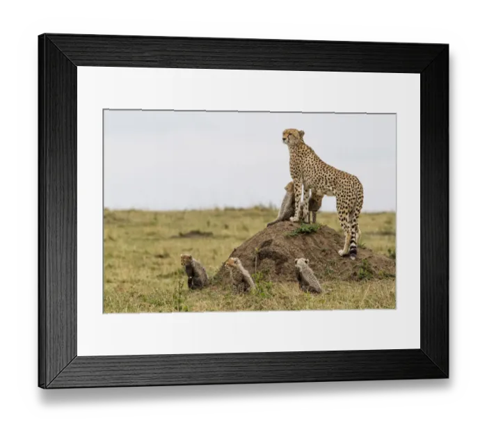 Framed Print : Cheetah (Acinonyx jubatus) mother standing on anthill with five cubs Framed Print : Cheetah (Acinonyx jubatus) mother standing on anthill with five cubs