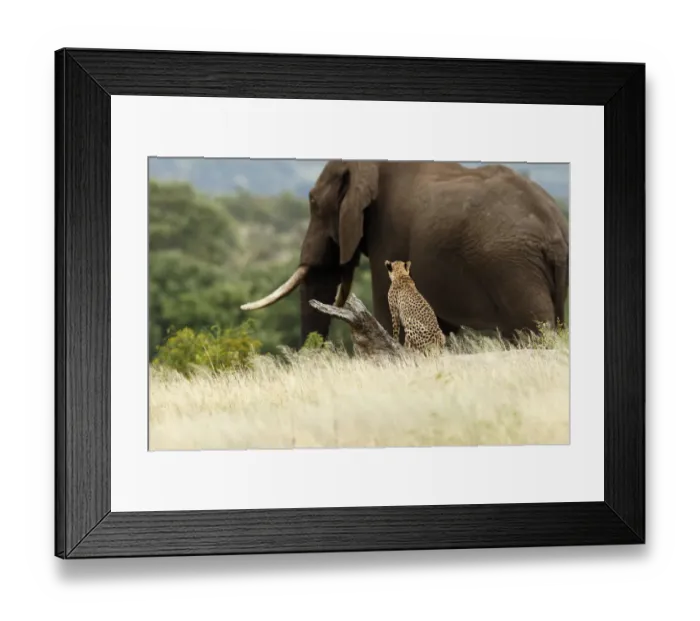 Framed Print : Cheetah (Acinonyx jubatus) sitting on a tree looking at an African Elephant Framed Print : Cheetah (Acinonyx jubatus) sitting on a tree looking at an African Elephant