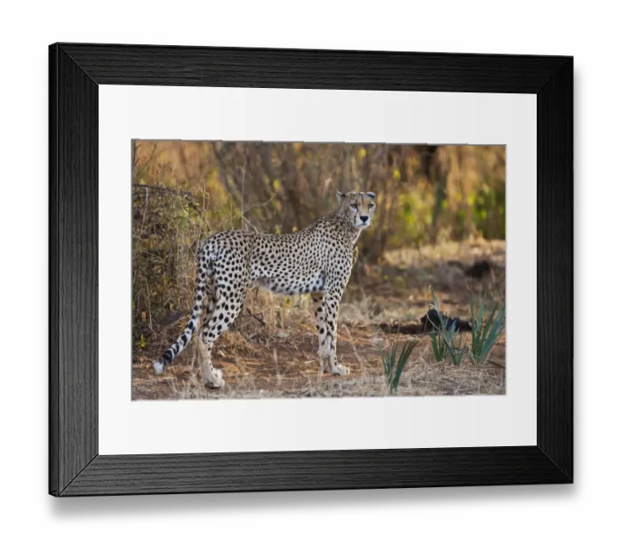 Framed Print : Cheetah (Acinonyx jubatus) standing in habitat, Kenya, Samburu Framed Print : Cheetah (Acinonyx jubatus) standing in habitat, Kenya, Samburu
