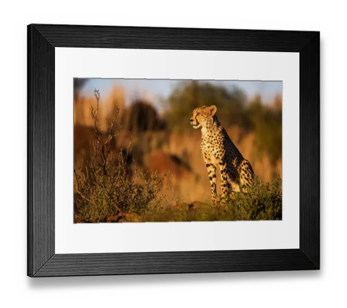 Framed Print : Cheetah (Acinonyx jubatus) sitting at sunset, Tiger Canyons Game Reserve, Free State Framed Print : Cheetah (Acinonyx jubatus) sitting at sunset, Tiger Canyons Game Reserve, Free State