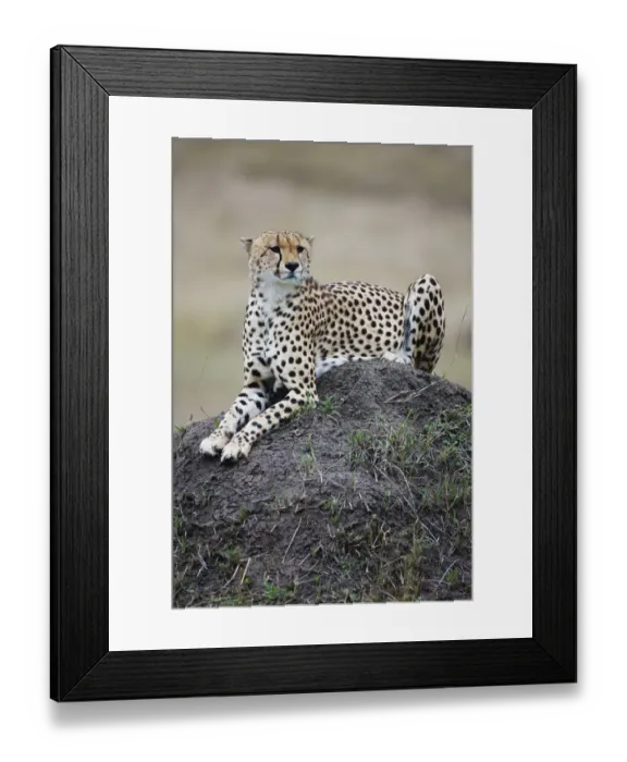 Framed Print : Cheetah (Acinonyx jubatus) resting on hill, Kenya, Masai Mara Framed Print : Cheetah (Acinonyx jubatus) resting on hill, Kenya, Masai Mara