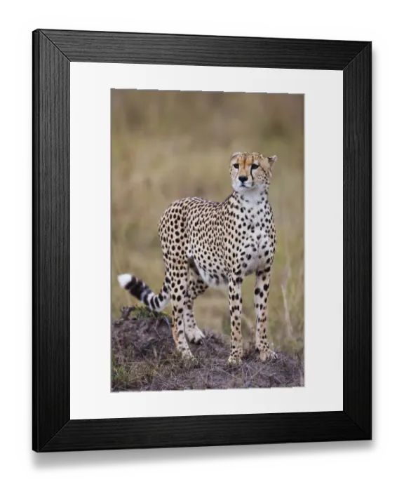 Framed Print : Cheetah (Acinonyx jubatus) standing on a hill. The Cheetah is the fastest land animal Framed Print : Cheetah (Acinonyx jubatus) standing on a hill. The Cheetah is the fastest land animal