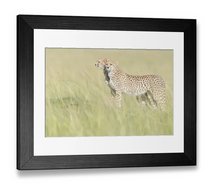 Framed Print : Two Cheetah (Acinonix jubatus) standing on the look out at savanna Framed Print : Two Cheetah (Acinonix jubatus) standing on the look out at savanna