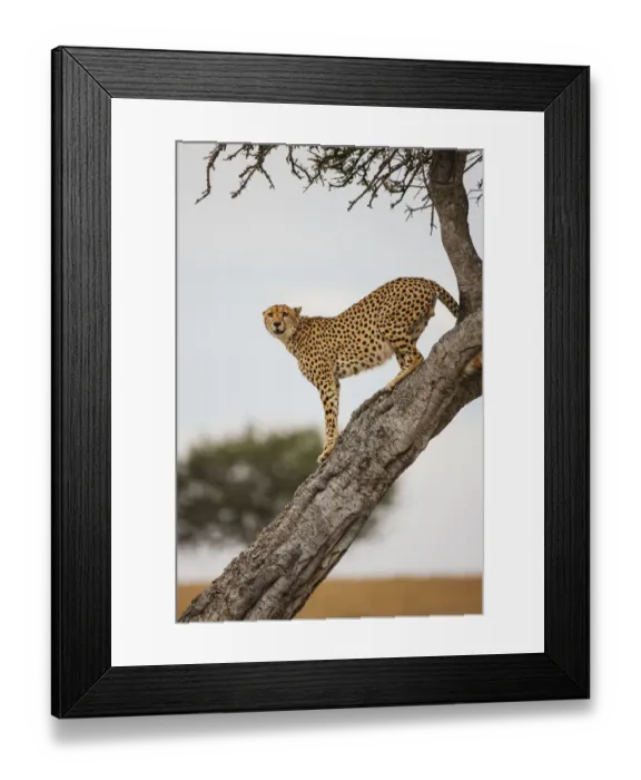Framed Print : A male Cheetah (Acinonyx jubatus) uncharacteristically climbs a tree to scout for prey Framed Print : A male Cheetah (Acinonyx jubatus) uncharacteristically climbs a tree to scout for prey