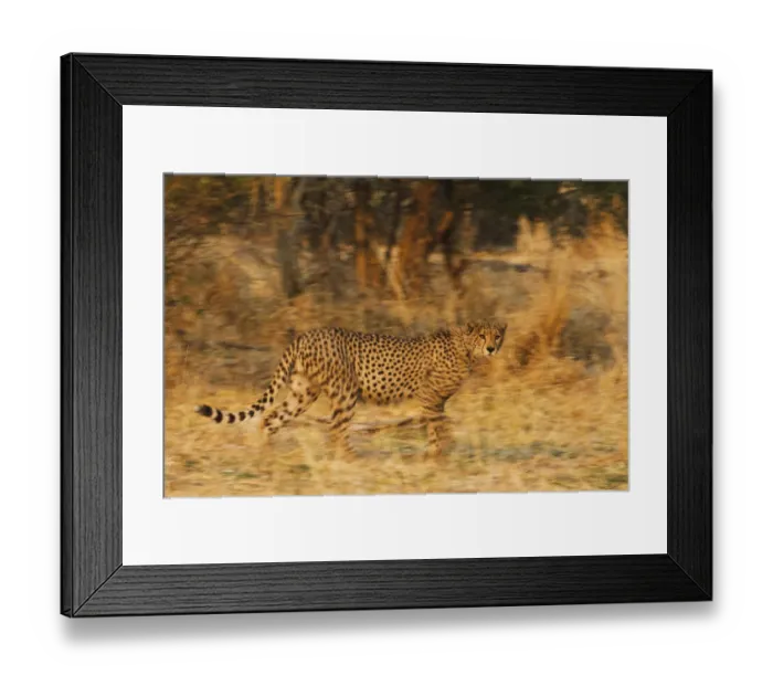 Framed Print : A motion-blur image of a running cheetah (Acinonyx jubatus), Botswana, Khwai River Framed Print : A motion-blur image of a running cheetah (Acinonyx jubatus), Botswana, Khwai River