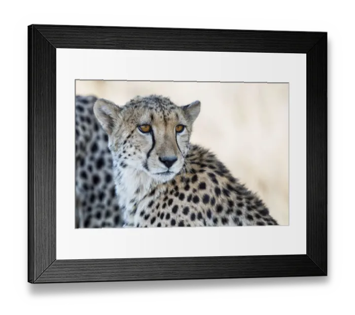 Framed Print : Cheetah (Acinonyx jubatus) portrait in close up, Tiger Canyons Game Reserve, Freestate Framed Print : Cheetah (Acinonyx jubatus) portrait in close up, Tiger Canyons Game Reserve, Freestate