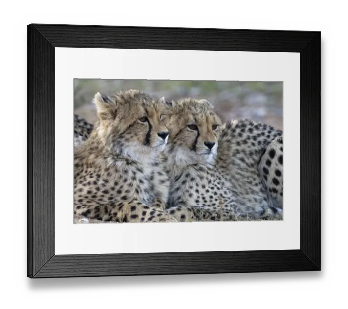 Framed Print : Portrait of two young cheetah (Acinonyx jabatus), South Africa Framed Print : Portrait of two young cheetah (Acinonyx jabatus), South Africa