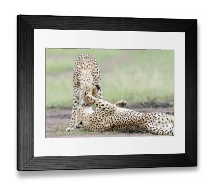 Framed Print : Two Cheetah (Acinonix jubatus) playing, Msai Mara National Reserve, Kenya Framed Print : Two Cheetah (Acinonix jubatus) playing, Msai Mara National Reserve, Kenya