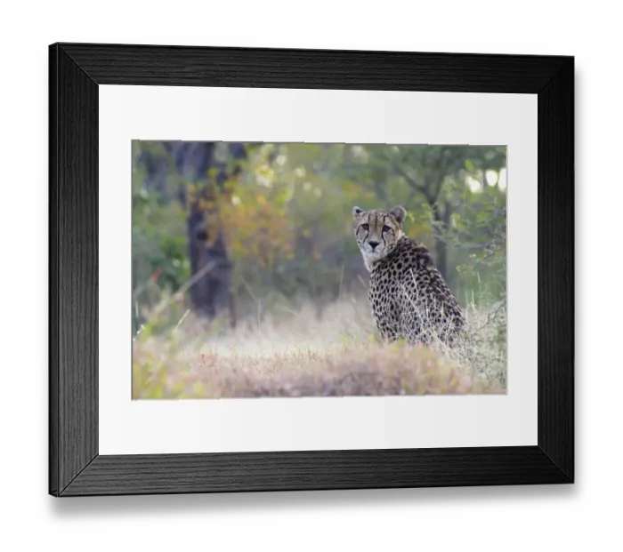Framed Print : Cheetah (Acinonyx jubatus) sitting in habitat, South Africa, Limpopo Framed Print : Cheetah (Acinonyx jubatus) sitting in habitat, South Africa, Limpopo