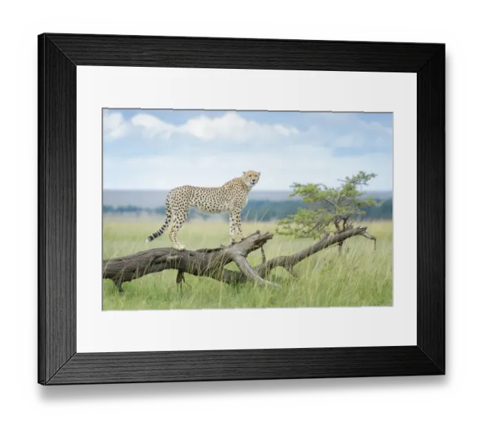 Framed Print : Cheetah (Acinonix jubatus) standing on fallen tree, Msai Mara National Reserve, Kenya Framed Print : Cheetah (Acinonix jubatus) standing on fallen tree, Msai Mara National Reserve, Kenya