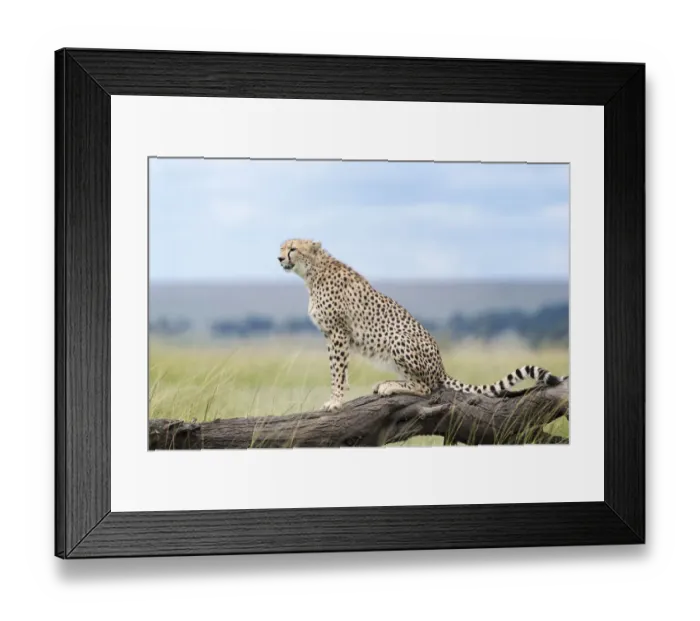Framed Print : Cheetah (Acinonix jubatus) sitting on fallen tree, Msai Mara National Reserve, Kenya Framed Print : Cheetah (Acinonix jubatus) sitting on fallen tree, Msai Mara National Reserve, Kenya