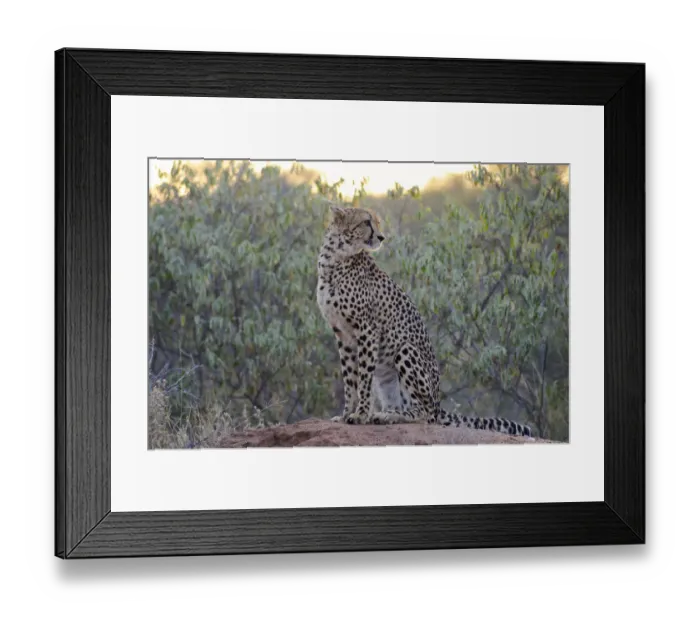 Framed Print : Cheetah (Acinonyx jubatus) sitting in habitat during sunrise, South Africa, Limpopo Framed Print : Cheetah (Acinonyx jubatus) sitting in habitat during sunrise, South Africa, Limpopo