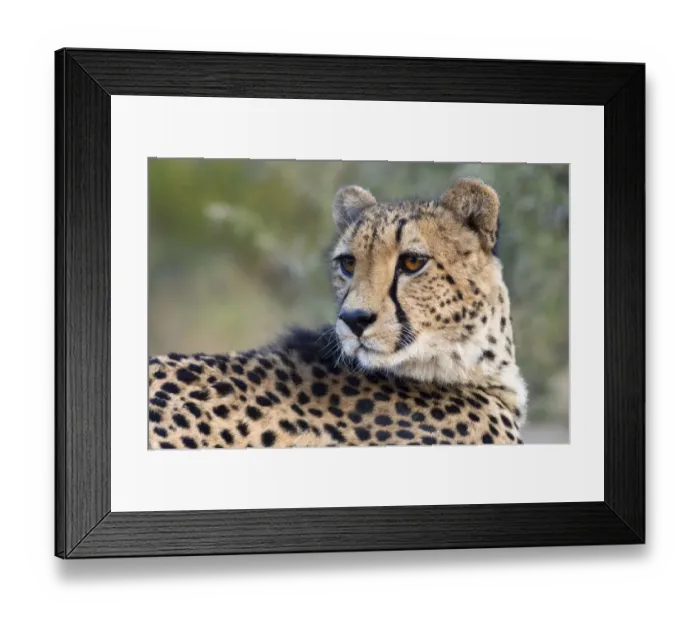 Framed Print : Cheetah (Acinonyx jubatus) portrait, South Africa, Limpopo, Kruger National Park Framed Print : Cheetah (Acinonyx jubatus) portrait, South Africa, Limpopo, Kruger National Park