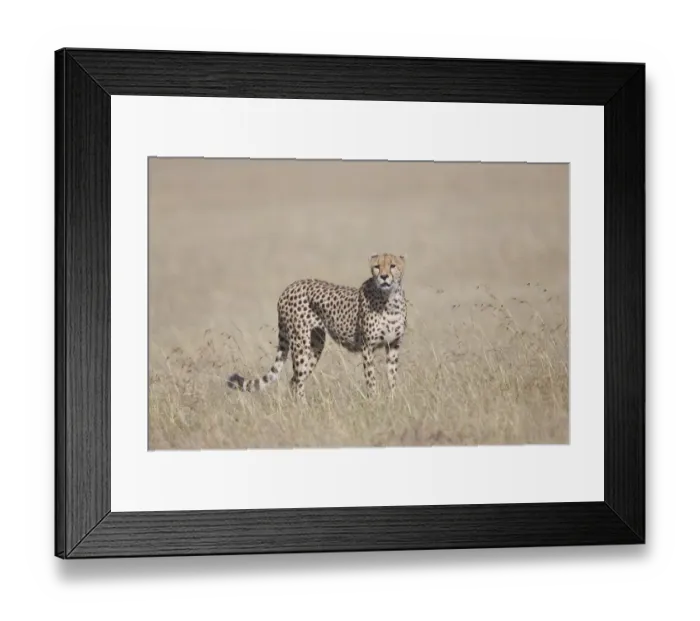 Framed Print : Adult male Cheetah (Acinonyx jubatus) looking for prey on an open grassy plain Framed Print : Adult male Cheetah (Acinonyx jubatus) looking for prey on an open grassy plain