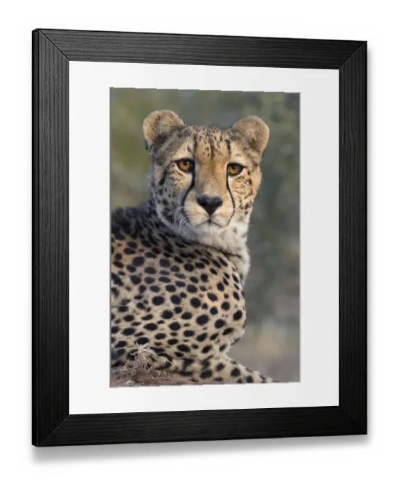 Framed Print : Portrait of a Cheetah (Acinonyx jubatus), South Africa, Limpopo, Kruger National Park Framed Print : Portrait of a Cheetah (Acinonyx jubatus), South Africa, Limpopo, Kruger National Park