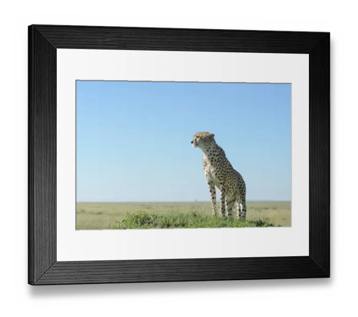 Framed Print : Cheetah (Acinonix jubatus) standing on hill in savanna, close up with wide angle Framed Print : Cheetah (Acinonix jubatus) standing on hill in savanna, close up with wide angle