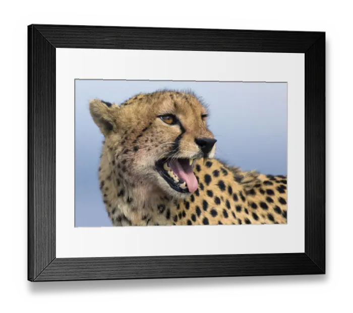 Framed Print : Portrait of an adult Cheetah (Acinonyx jubatus), South Africa, Limpopo Framed Print : Portrait of an adult Cheetah (Acinonyx jubatus), South Africa, Limpopo