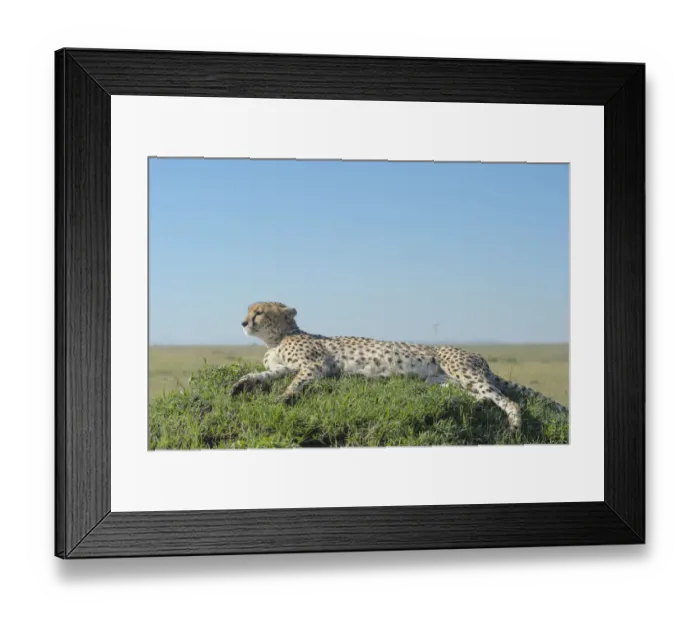 Framed Print : Cheetah (Acinonix jubatus) lying down on hill in Savanna, Msai Mara National Reserve Framed Print : Cheetah (Acinonix jubatus) lying down on hill in Savanna, Msai Mara National Reserve