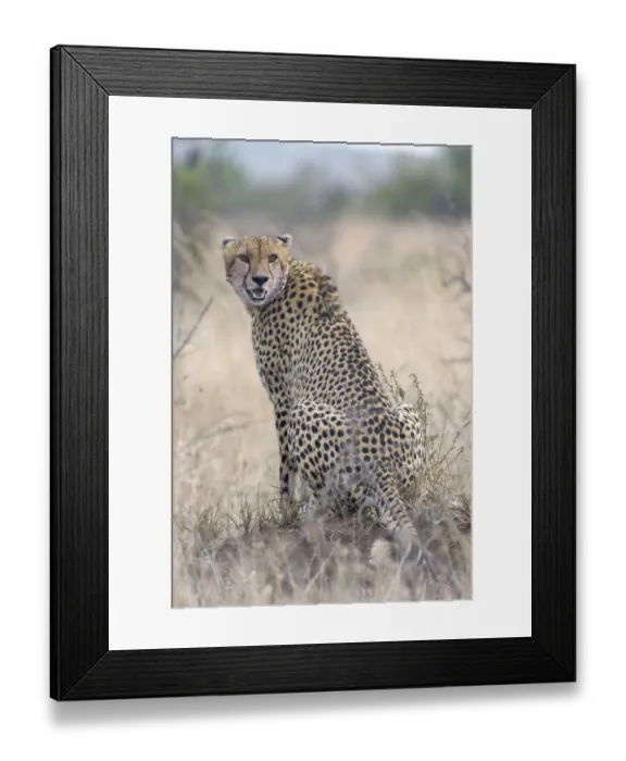 Framed Print : Adult cheetah (Acinonyx jubatus) in grassland, South Africa, Limpopo Framed Print : Adult cheetah (Acinonyx jubatus) in grassland, South Africa, Limpopo