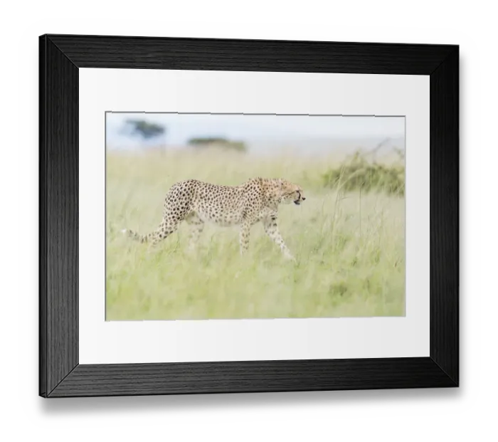 Framed Print : Cheetah (Acinonix jubatus) walking through tall grass on savanna Framed Print : Cheetah (Acinonix jubatus) walking through tall grass on savanna