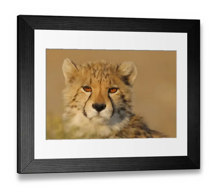 Framed Print : Portrait of a young Cheetah (Acinonyx jubatus), South Africa, Northern Cape, Upington Framed Print : Portrait of a young Cheetah (Acinonyx jubatus), South Africa, Northern Cape, Upington