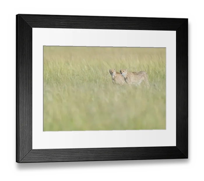Framed Print : Two Cheetahs (Acinonix jubatus) on the lookout in high grass Framed Print : Two Cheetahs (Acinonix jubatus) on the lookout in high grass