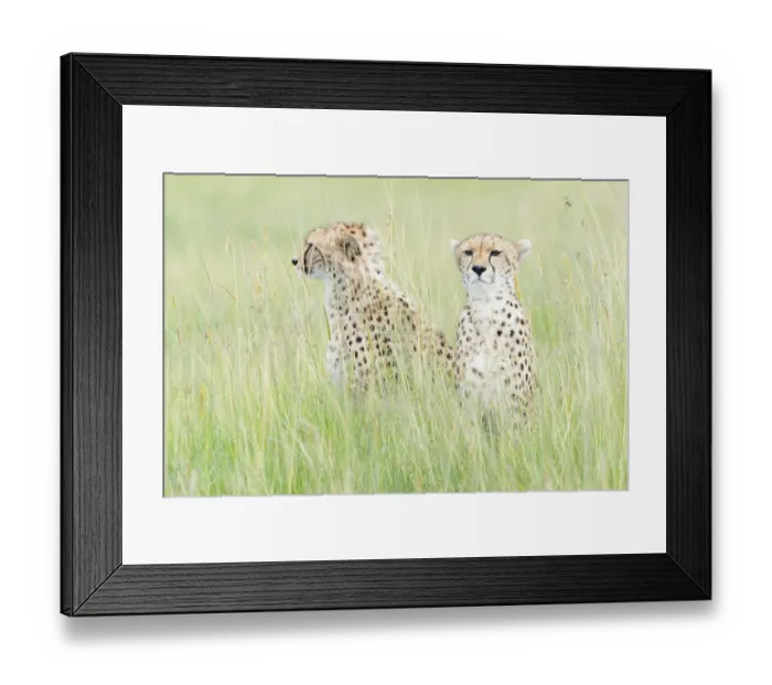 Framed Print : Two Cheetah (Acinonix jubatus) sitting on the look out at savanna Framed Print : Two Cheetah (Acinonix jubatus) sitting on the look out at savanna