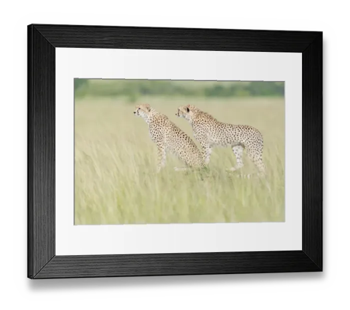 Framed Print : Two Cheetahs (Acinonix jubatus) standing on the look out at savanna, Masai Mara, Kenya Framed Print : Two Cheetahs (Acinonix jubatus) standing on the look out at savanna, Masai Mara, Kenya