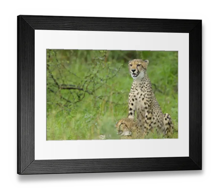 Framed Print : Two Cheetahs (Acinonyx jubatus) are resting in grassland, South Africa, Limpopo Framed Print : Two Cheetahs (Acinonyx jubatus) are resting in grassland, South Africa, Limpopo