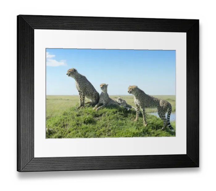 Framed Print : Cheetah (Acinonix jubatus) on hill in savanna, close up with wide angle, Masai Mara Framed Print : Cheetah (Acinonix jubatus) on hill in savanna, close up with wide angle, Masai Mara
