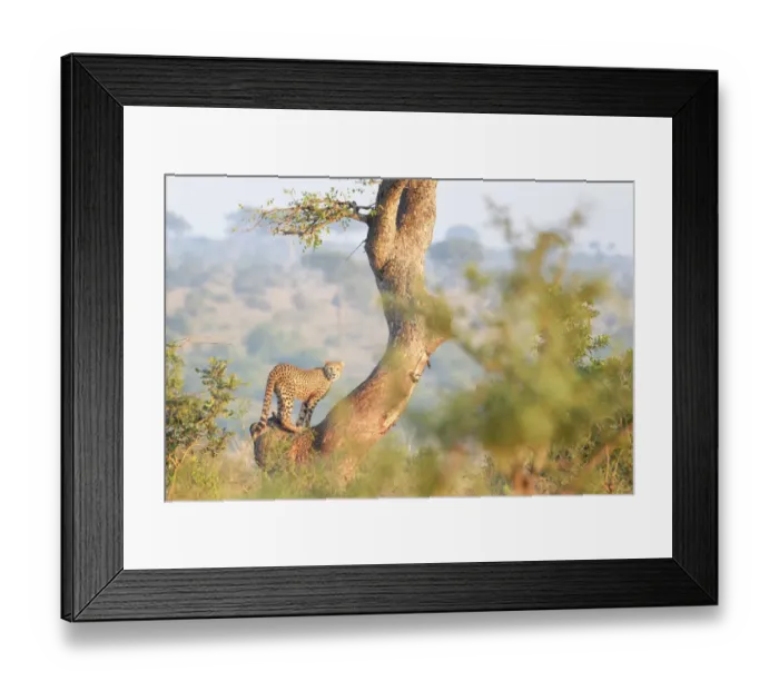 Framed Print : Cheetah (Acinonyx jubatus) juvenile climbing a tree, Kruger national park, South Africa Framed Print : Cheetah (Acinonyx jubatus) juvenile climbing a tree, Kruger national park, South Africa