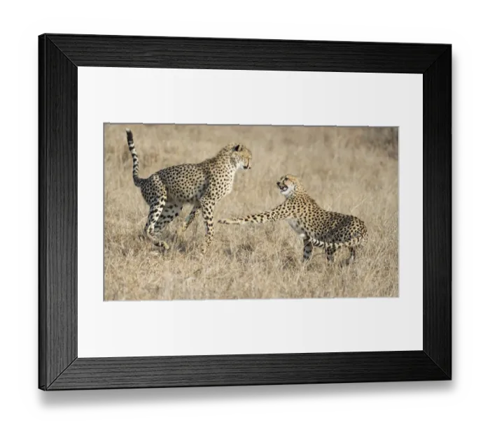 Framed Print : Cheetah (Acinonyx jubatus) sister and brother playfighting, South Africa, Mpumalanga Framed Print : Cheetah (Acinonyx jubatus) sister and brother playfighting, South Africa, Mpumalanga